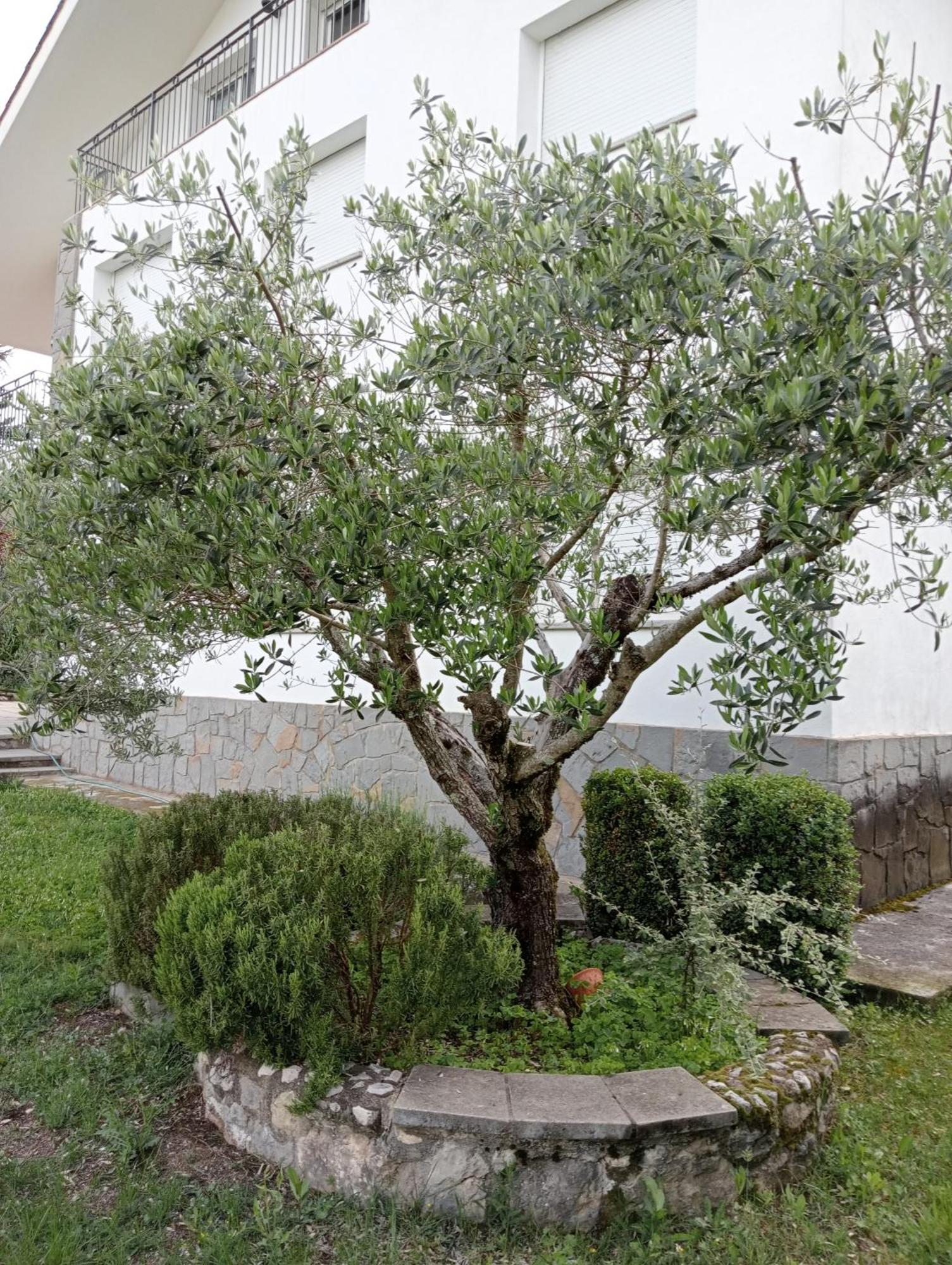 Apartamento-Casa Turistica L'Espigol San Lorenzo de Morunys Exteriör bild